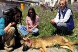 Cunda Adası’nda köpek katliamı