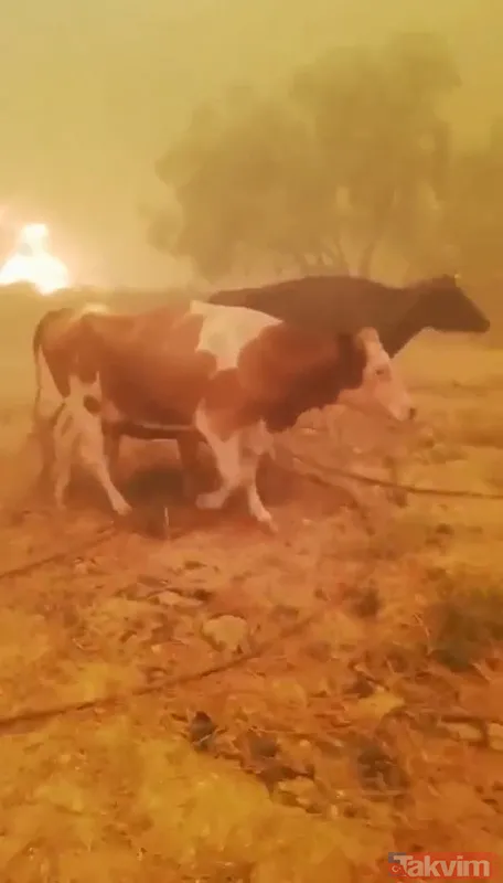 Kan kaybeden PKK, Türkiye'nin ormanlarını yakıyor: Yunanistan'da eğitim gördüler hedeflerinde turistik bölgeler var - 32
