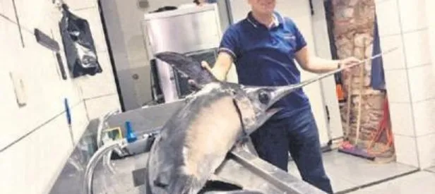 55 kiloluk balık oltaya takıldı