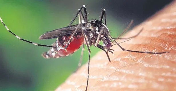 CHP'li İBB hizmette sınıfta kaldı! Mega kenti sivrisinekler bastı...