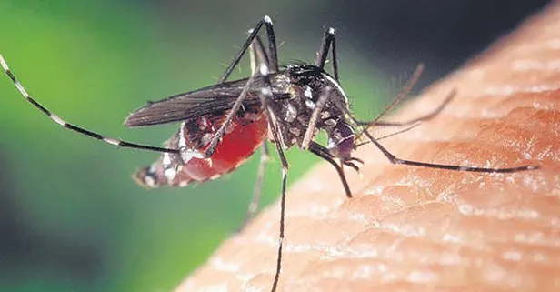 CHP’li İBB hizmette sınıfta kaldı! Mega kenti sivrisinekler bastı...