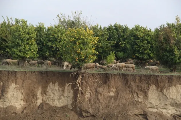 Aşırı yağış, ağacın kökünü ortaya çıkardı