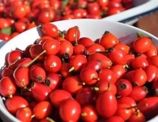 Kuşburnu ömrü uzatır