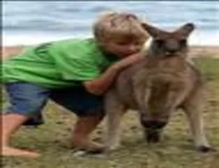 Yerinde Duramayan Kangurular