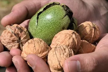 Bağırsaklara ceviz gücü