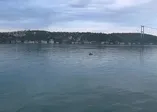 Yunuslar İstinye sahilde adeta dans etti