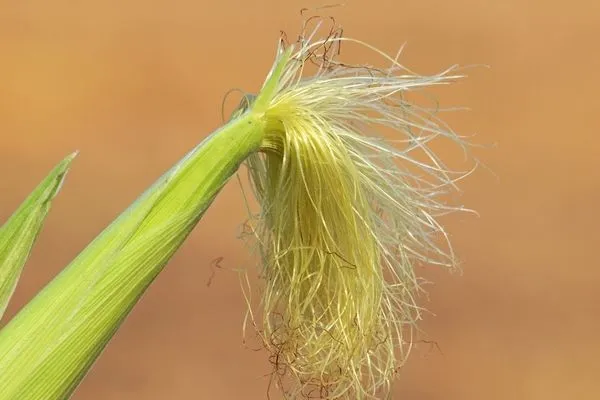puskulunu-sakin-cope-atmayin-o-derde-sifa-kaynagi-oluyor-1716563228716.jpg O derde şifa kaynağı oluyor! Püskülünü sakın çöpe atmayın!-3