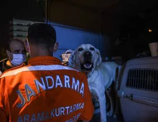 JAK köpekleri 12 kişinin hayatını kurtardı