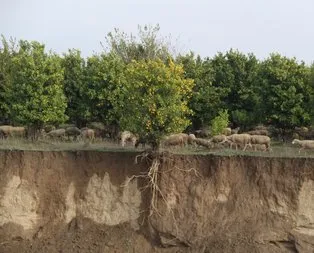 Aşırı yağış, ağacın kökünü ortaya çıkardı