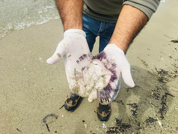1618488514551.jpg Kuşadası'nda korkutan olay! Hepsi kıyıya vurdu sakın dokunmayın...-1