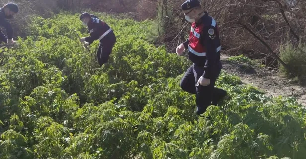 Jandarma tespit etti! 17 bin 660 kök kenevir ele geçirildi