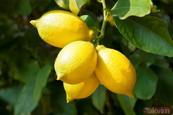 Her şey 2 bin 500 yıl önce başladı kimse böylesini beklemiyordu! Her derdin devası o hastalığı bile tarihten sildi - 38