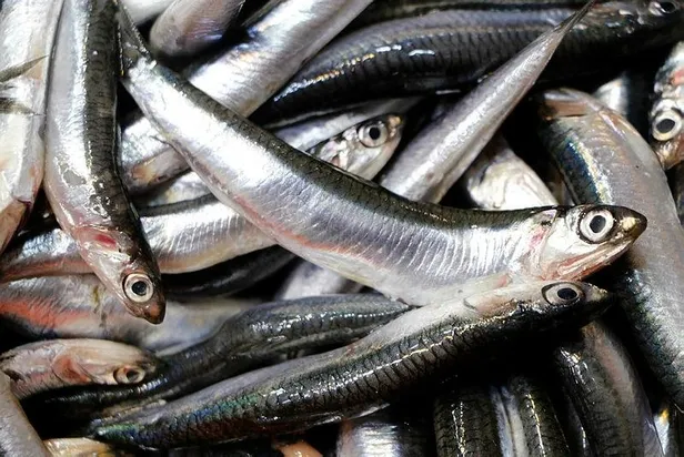 Uzmanlardan 'hamsi' uyarısı: Nesli tükenebilir-5