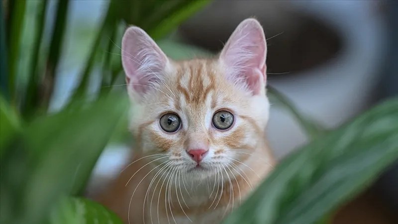 kediler-neden-4-ayak-uzerine-duserler-bilim-insanlari-bu-gizemi-acikladi-1774524735453.jpg Kediler neden 4 ayak üzerine düşerler? Bilim insanları bu gizemi açıkladı-2