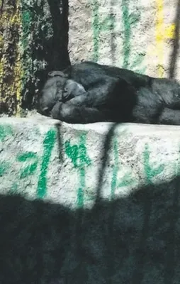 Cecilia artık özgür