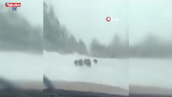 Karlı yolda domuzu elleriyle yakalayan adam konuştu: "Bir anı olsun diye yakaladım, kimseye tavsiye etmem"