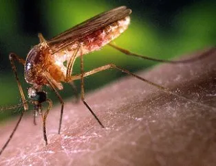 Sivrisinekler koronavirüs taşır mı?