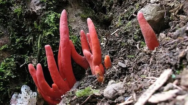 Dünyanın en tehlikeli mantarı! Dokunmak bile yetiyor... - 1