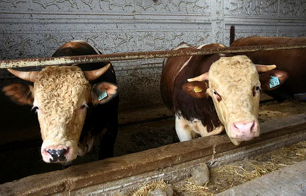 kurban-bayrami-ne-zaman-2021-kurban-bayrami-tatili-9-gun-mu-olacak-bayramda-yasak-var-mi-1624047249630.jpg Kurban Bayramı ne zaman 2021? Kurban Bayramı tatili 9 gün mü olacak? Bayramda sokağa çıkma yasağı var mı?-5