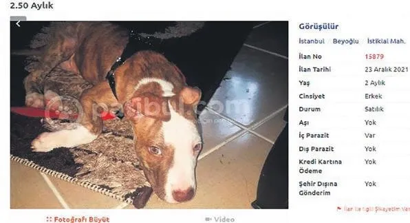 Sahibinden satılık vahşet! Büyüdükçe canavara dönüşen yavruları tam 10 bin TL'ye satıyorlar-5
