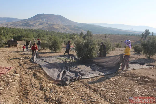 Her yıl 6 aylığına gittiği Kilis'ten dünyaya tonlarca zeytinyağı ihraç ediyor - 6