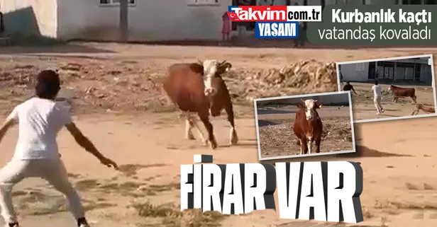 Ortalık karıştı: Kaçan kurbanlıklar vatandaşlara zor anlar yaşattı