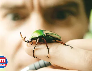 Rüyada böcek görmek nasıl yorumlanır? Rüyada böcek ezmek neye işarettir? Rüyada böcek öldürmek ne anlama gelir?