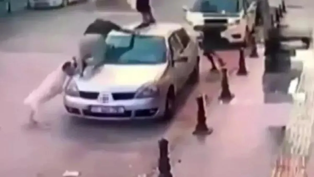 İşte vahim tablo | Başıboş köpeklerin yarattığı korkunç manzara gözler önüne serildi! Dikkat çeken detay