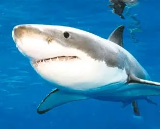 Köpekbalığı mucizesi