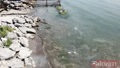 Marmara Denizi’nden müsilaj temizlenmeye çalışılırken Kalamış’taki dereden beyaz su aktı