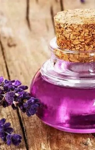 800 liralık lavantadan 20 bin TL’lik yağ