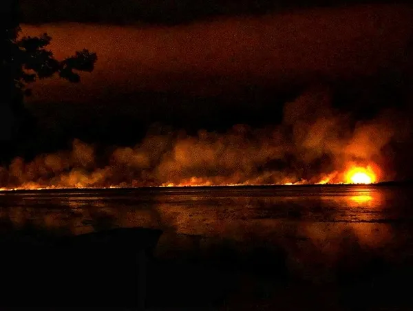 Samsun'da, sazlıkta çıkan yangın ormana sıçradı-1