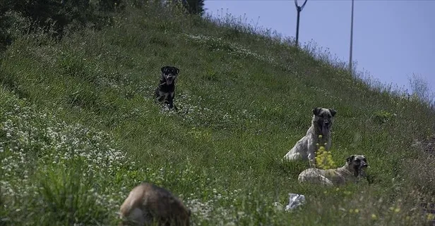 İzmir'de başıboş dehşet! Köpekten kaçarken otomobilin çarptığı kadın hayatını kaybetti