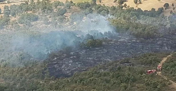Uşak'ta orman yangını