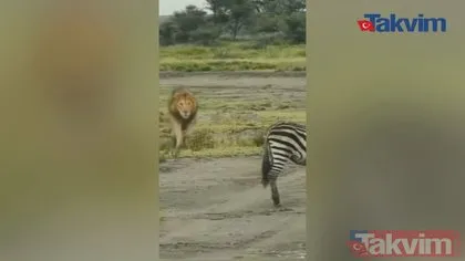 Vahşi doğada aslanın radarına giren talihsiz zebra dikkatsizliğinin kurbanı oldu! Önce pençe vurdu sonra diş geçirdi