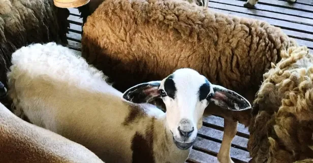 Kurban keserken tekbir: Kurbanda tekbir nasıl getirilir, şart mı?