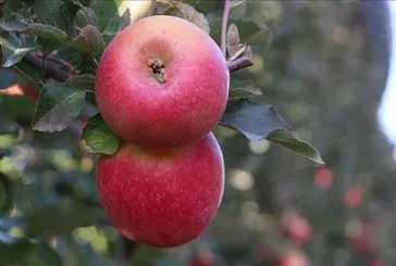 Kansızlığa elma