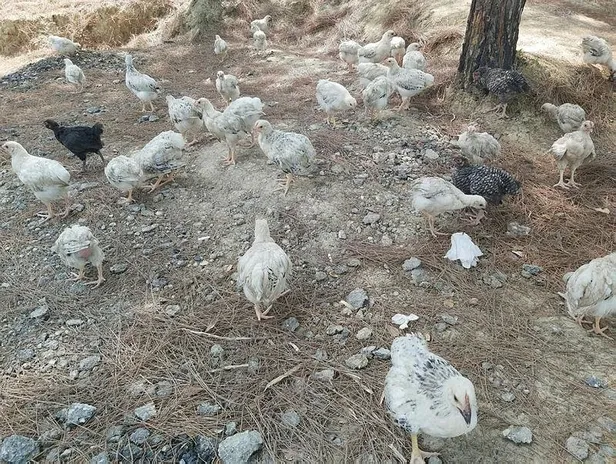 Adana'da ölüme terk edilen yaklaşık 300 civciv ekipler tarafından toplanmaya başlandı-2