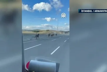 İstanbul’da başı boş 6 at trafiği tehlikeye soktu