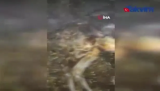 Şanlıurfa’da 6 ayaklı 2 başlı ve 2 kuyruklu buzağı görenleri şaşırtıyor