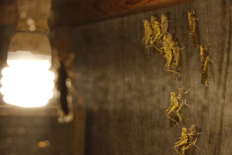 Antalya'da çekirgenin kavurmasını yapıp ailesine yediriyor! - 4