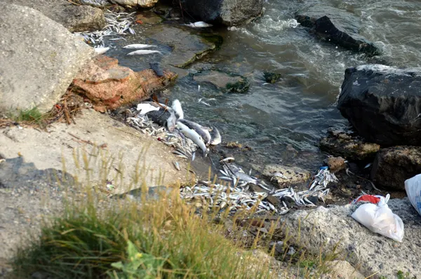 kanal-istanbulu-yaptirmam-diyen-ekrem-imamoglu-kucukcekmece-golune-bakmiyor-binlerce-olu-balik-sahile-vurdu-1625296747075.jpg Kanal İstanbul'u 'yaptırmam' diyen Ekrem İmamoğlu Küçükçekmece Gölü'ne bakmıyor! Binlerce ölü balık sahile vurdu-7
