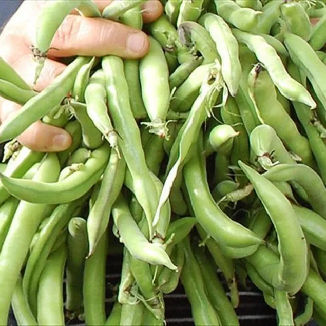 Kolesterole bakla yeter