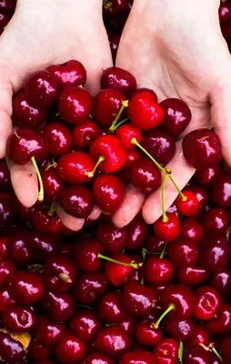 Türk kirazı Avrupa 'nın zirvesinde