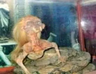 İnsan başlı yılan
