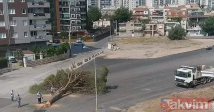 İzmir Karşıyaka’da CHP’li Başkan Tunç Soyer’in yönetimindeki ekipler yarım asırlık ağacı kesti! Tepki yağıyor: Lafa gelince çevreci...