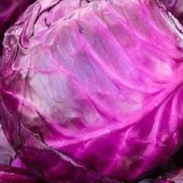 Sivilcelere mor lahana