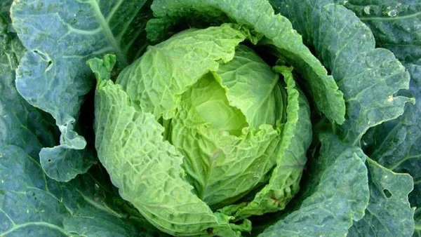 Kansere iyi gelen besinler nelerdir? İşte kanserden koruyan besinler-10