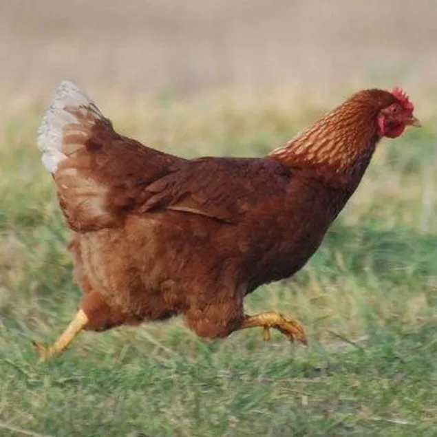 Akrabalarına kurşun yağdırdı
