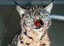 Yaralı vaşak kurtarılamadı